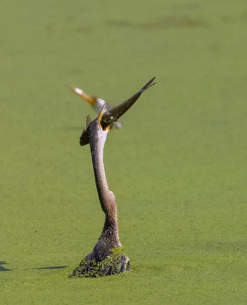 Vista Panorámica Hermoso Pájaro Naturaleza Comiendo Los Peces — Foto de Stock