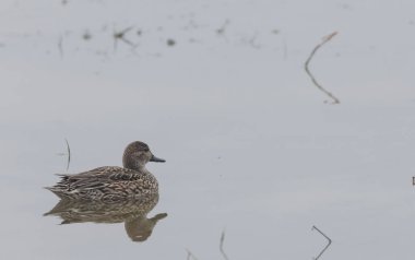 Gölde yüzen ördekler, yakın çekim manzarası