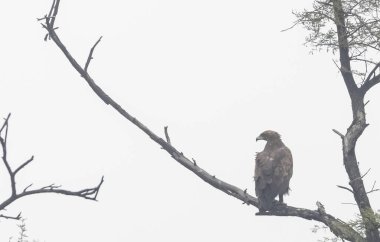 Bir ağacın dalında bir kuş oturuyor, yakın çekim manzaralı.