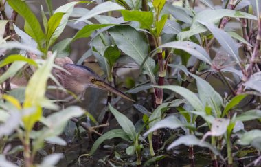 Nehir kenarındaki güzel vahşi kuş, yakın çekim manzarası.