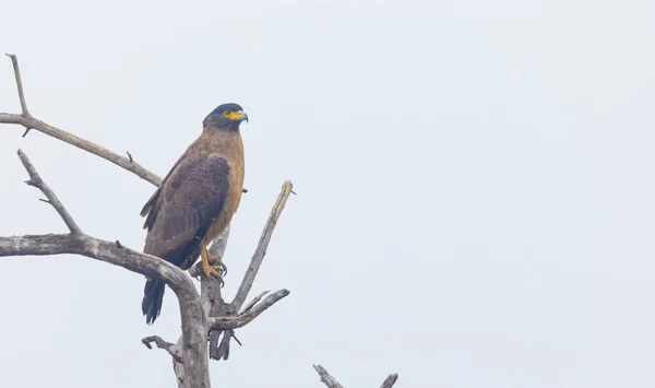Bir Ağacın Dalında Bir Kuş Oturuyor Yakın Çekim Manzaralı — Stok fotoğraf