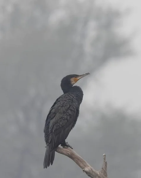 Een Vogel Zit Een Tak Van Een Boom Van Dichtbij — Stockfoto