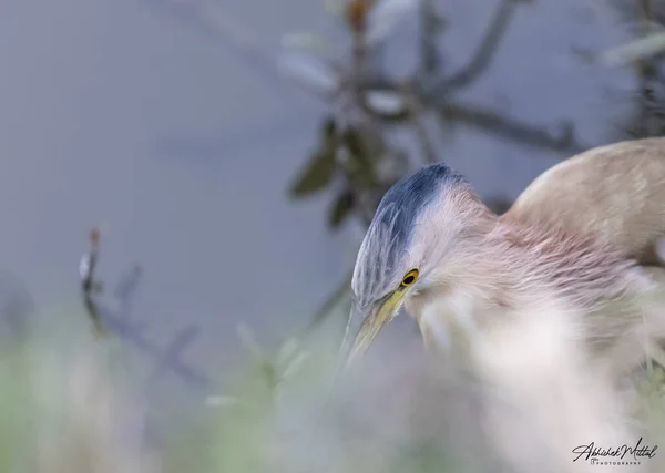 Magnifique Oiseau Sauvage Près Rivière Vue Rapprochée — Photo