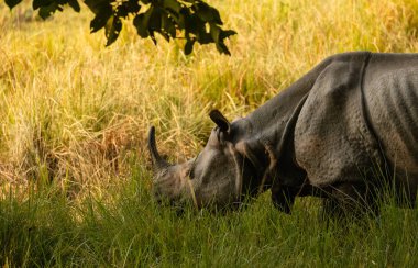 One-horned rhino (Rhinoceros unicornis) or the Indian rhinoceros in the forest of Dudhwa national park. clipart