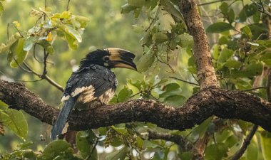 Oriental pied hornbill (Anthracoceros albirostris) perching on tree during during rain at the rain forest.