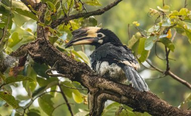 Oriental pied hornbill (Anthracoceros albirostris) perching on tree during during rain at the rain forest.