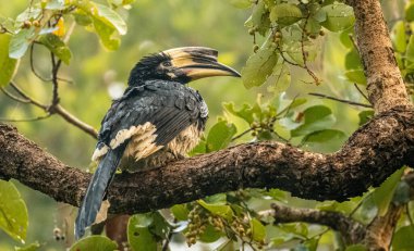 Oriental pied hornbill (Anthracoceros albirostris) perching on tree during during rain at the rain forest.