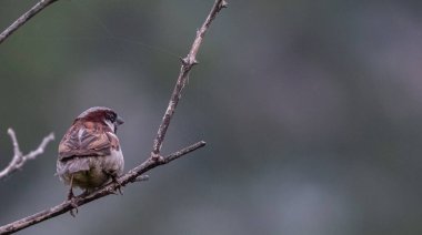Ağaçtaki tünekte oturan russet serçesi portresi