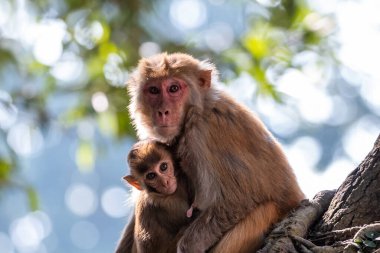 Maymun ebeveyn, maymun yavrusu ve anne maymun doğal ortamlarında birlikte yaşıyorlar.