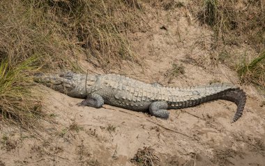 A big crocodile resting on the sand near water body clipart