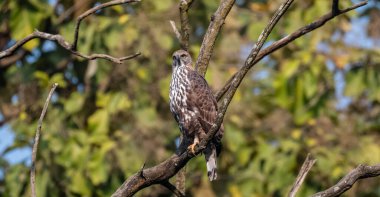 Crested Hawk-Eagle or Changeable Hawk-Eagle (Nisaetus cirrhatus) perched on Tree, is a large bird of prey species of the family Accipitridae. clipart