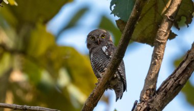 Brown Fish Owl (Bubo zeylonensis) perching on tree in forest.