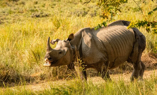 One-horned rhino (Rhinoceros unicornis) or the Indian rhinoceros in the forest of Dudhwa national park.