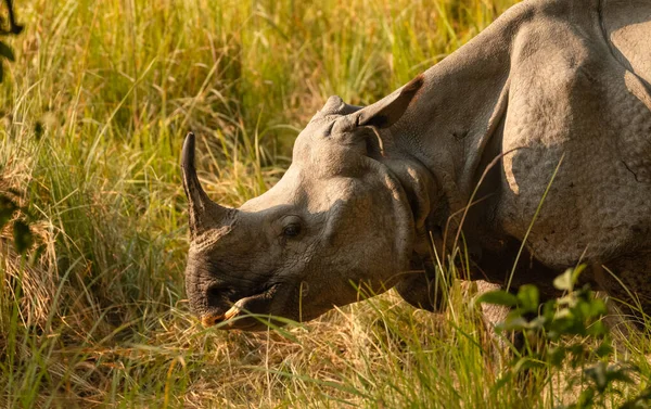 One-horned rhino (Rhinoceros unicornis) or the Indian rhinoceros in the forest of Dudhwa national park.