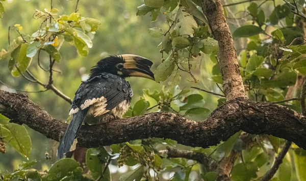 Oriental Pied Hornbill Anthracoceros Albirostris Perching Tree Rain Rain Forest — Photo