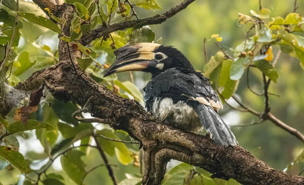 Oriental Pied Hornbill Anthracoceros Albirostris Perching Tree Rain Rain Forest — Photo