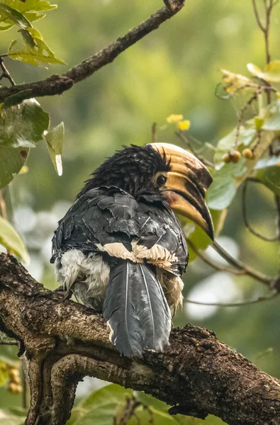 Oosterse Neushoornvogel Anthracoceros Albirostris Die Tijdens Regen Het Regenwoud Een — Stockfoto
