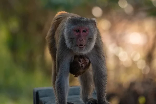 Monkey Parent Monkey Cub Mother Monkey Natural Habitat Lives Together — Φωτογραφία Αρχείου