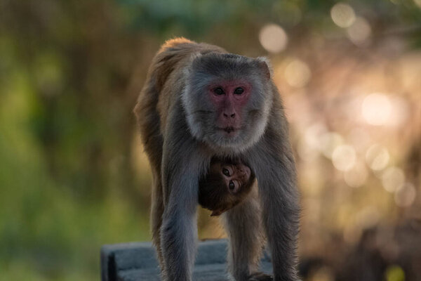 Monkey Parent, Monkey cub with mother monkey at natural habitat lives together