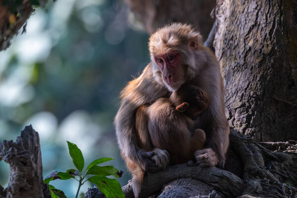 Monkey Parent, Monkey cub with mother monkey at natural habitat lives together