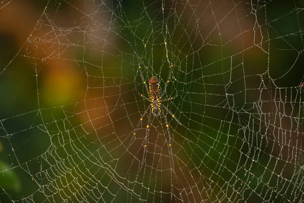 Spider Sitting Web Close View — ストック写真