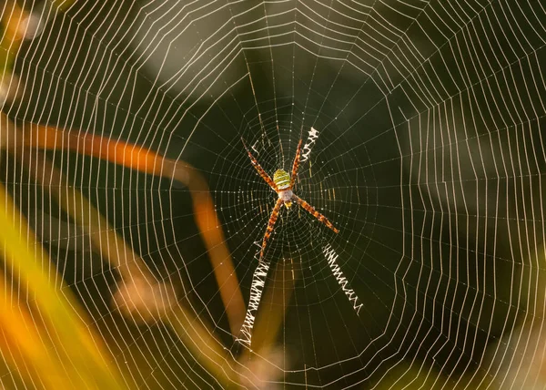 Spider Sitting Web Close View — Photo