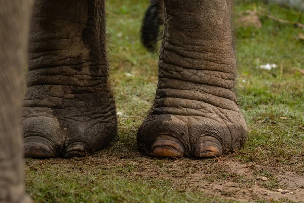 One-horned rhino (Rhinoceros unicornis) or the Indian rhinoceros in the forest of Dudhwa national park.