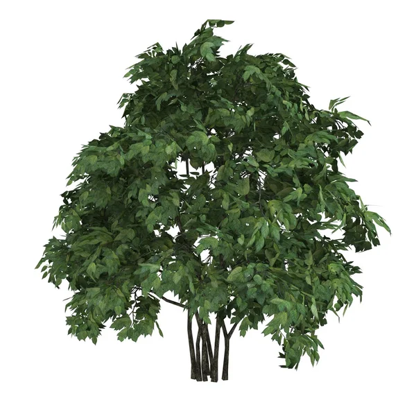 Pohon Staphyella pinnata — Stok Foto