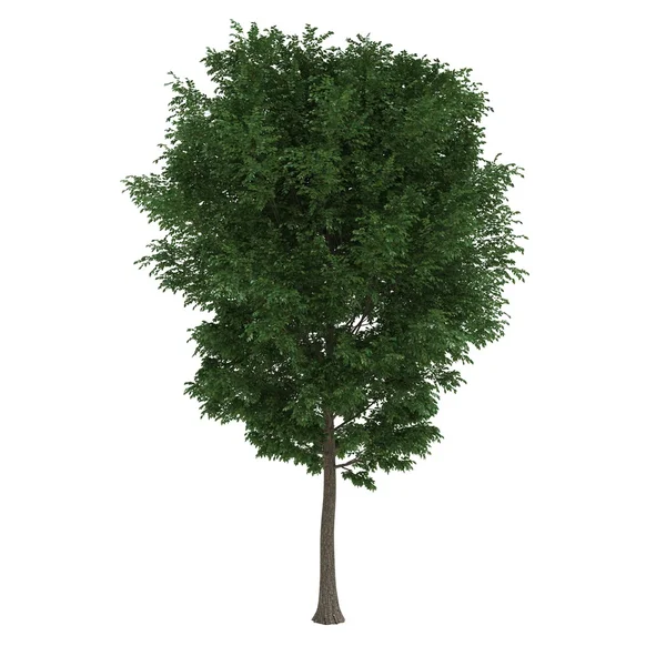 Tree — Stock Photo, Image