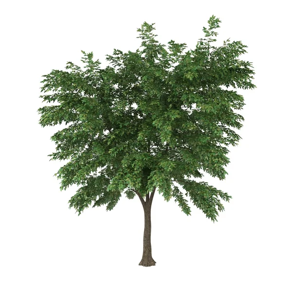 Tree — Stock Photo, Image