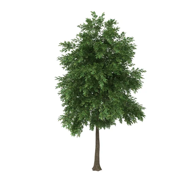 Tree — Stock Photo, Image