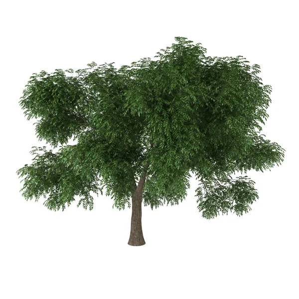 A deciduous tree isolated on white background — Stock Photo, Image