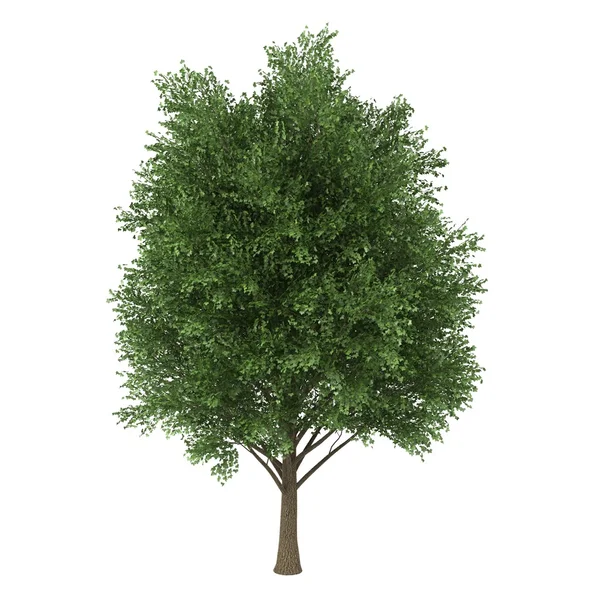 Tree — Stock Photo, Image