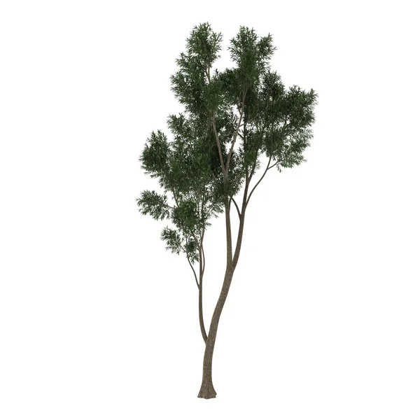 Ένα φυλλοβόλο δέντρο που απομονώνονται σε λευκό φόντο — Φωτογραφία Αρχείου