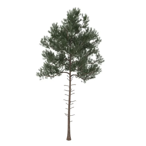 Tree — Stock Photo, Image