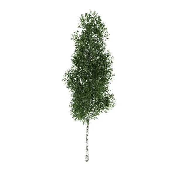 Tree — Stock Photo, Image