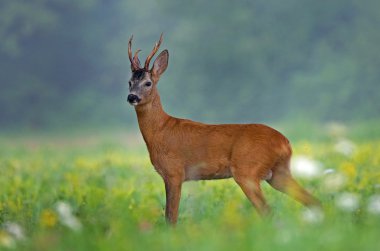 Roe deer clipart