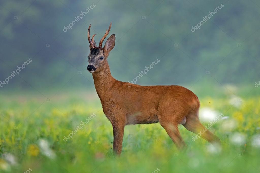 53 067 Chevreuil Stock Photos Images Download Chevreuil Pictures On Depositphotos 53 067 Chevreuil Stock Photos Images Download Chevreuil Pictures On Depositphotos