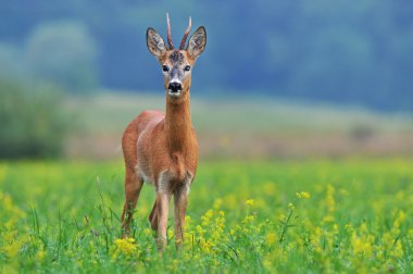 Roe deer clipart