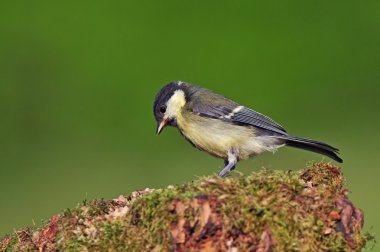 Juvenil büyük baştankara