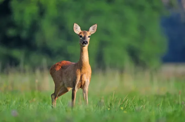 Rehwild — Stockfoto