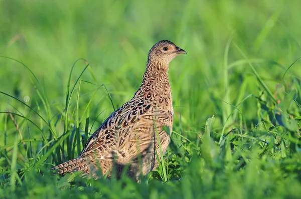 Female pheasant — Stock Photo, Image