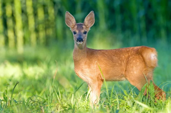 Filhote de veado-de-roe - bambi — Fotografia de Stock