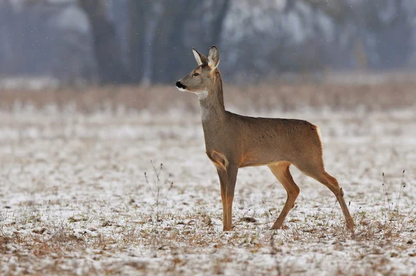 Roe deer in winter — Stock Photo, Image