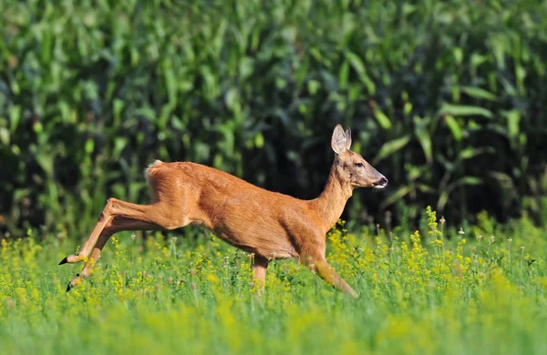 Rehwild — Stockfoto