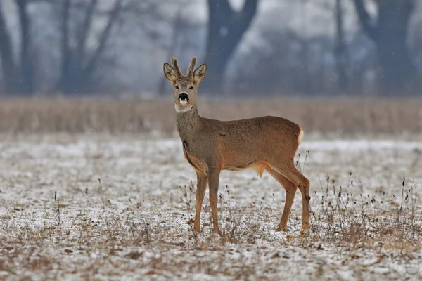 Rehwild — Stockfoto