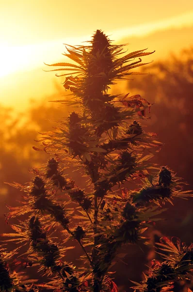 大麻植物 — 图库照片#