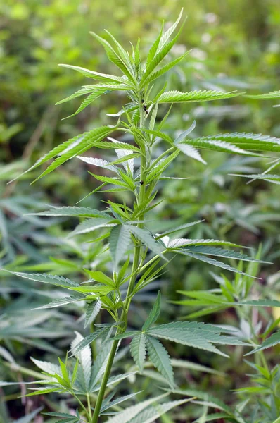 Plante de marijuana — Photo