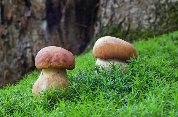 Due ceps nella foresta — Foto Stock