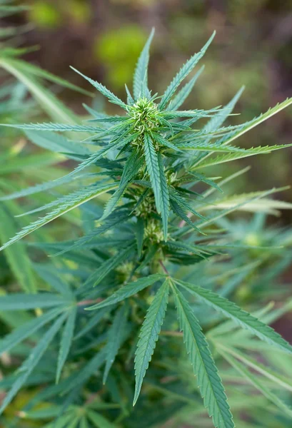 大麻植物 — 图库照片